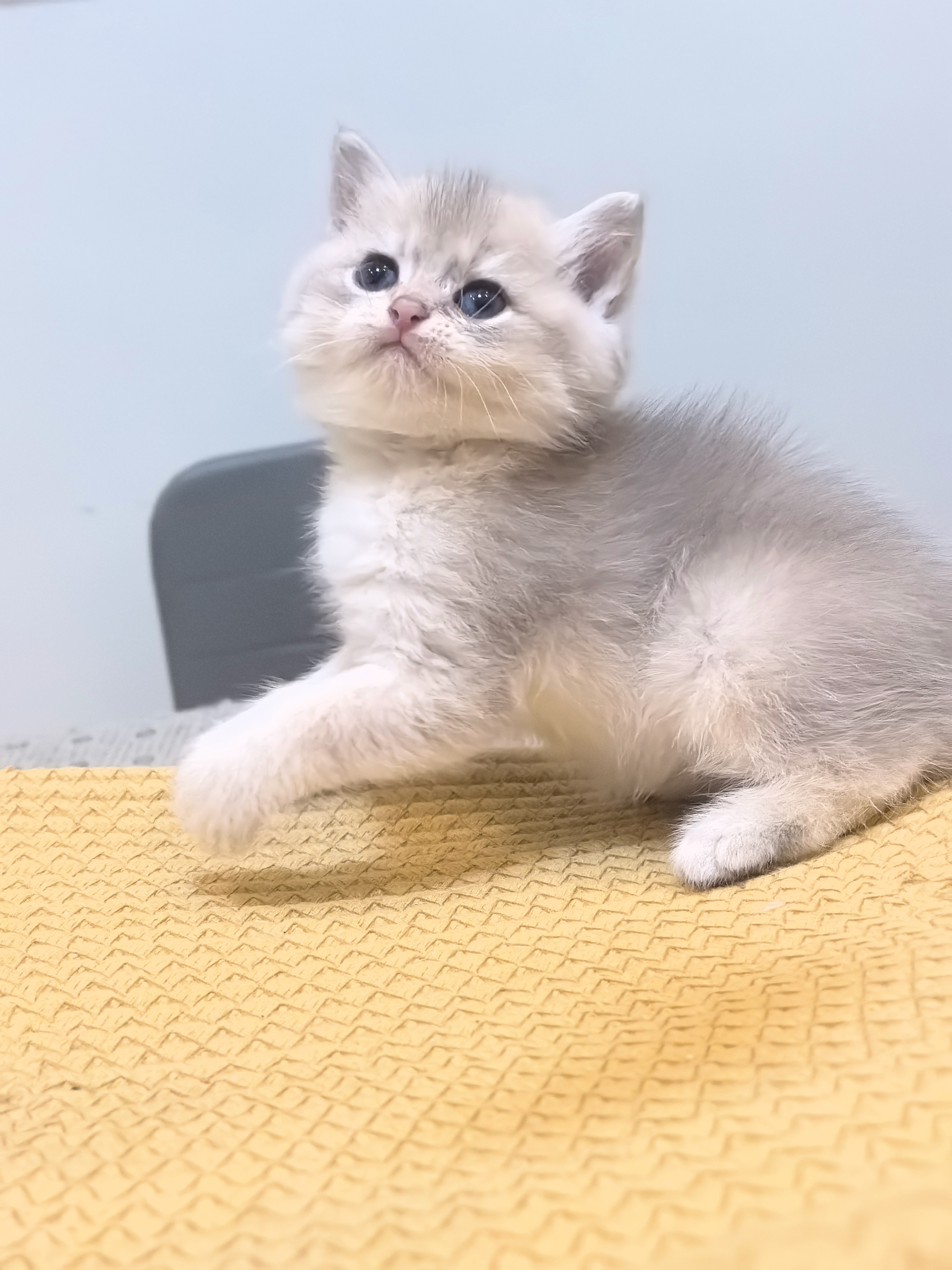 11色大包子脸蓝金弟弟～